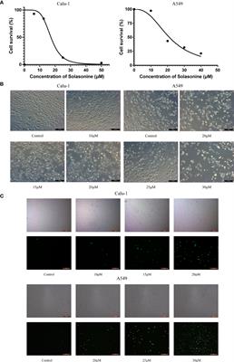 <mark class="highlighted">Solasonine</mark> Causes Redox Imbalance and Mitochondrial Oxidative Stress of Ferroptosis in Lung Adenocarcinoma